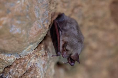 Uspávání netopýrů v Javoříčských jeskyních, 2025