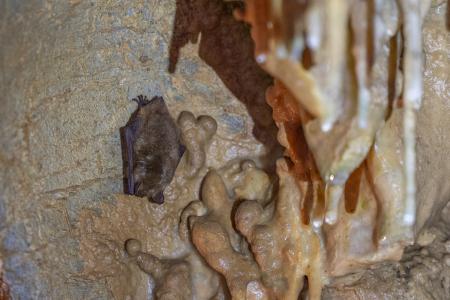 Uspávání netopýrů v Javoříčských jeskyních, 2025