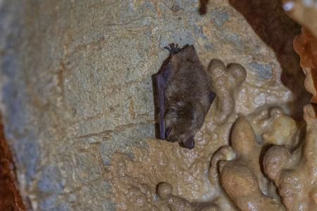 Uspávání netopýrů v Javoříčských jeskyních, 2025