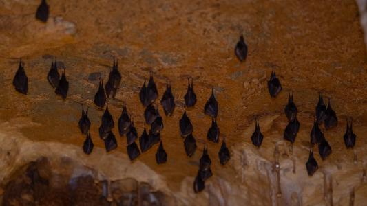 Uspávání netopýrů v Javoříčských jeskyních, 2025