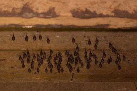 Uspávání netopýrů v Javoříčských jeskyních, 2025